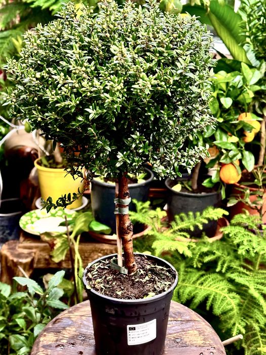 Мирт. Доставка по Україні.