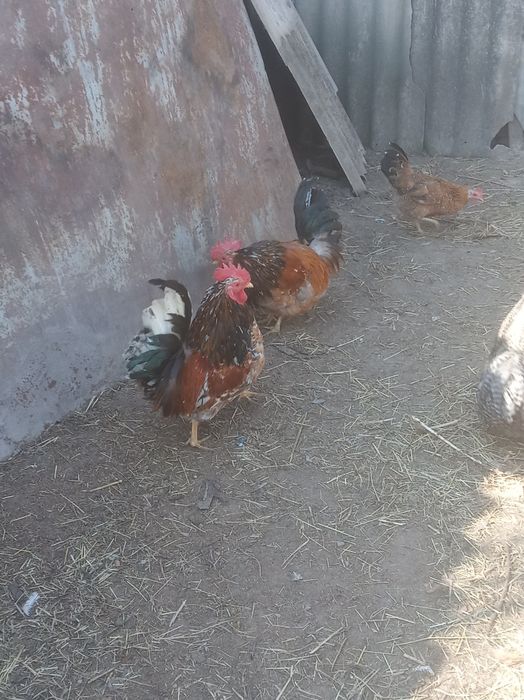 Півні кокенхінів