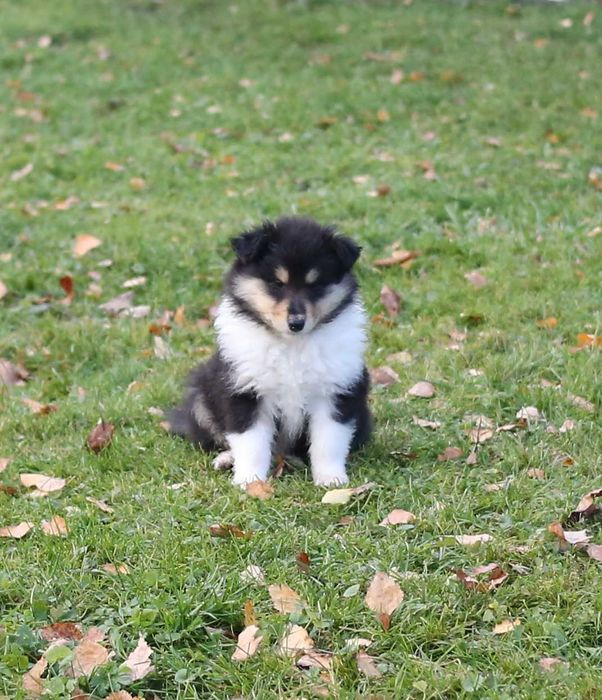 Owczarek szkocki długowłosy FCI sunia tricolor