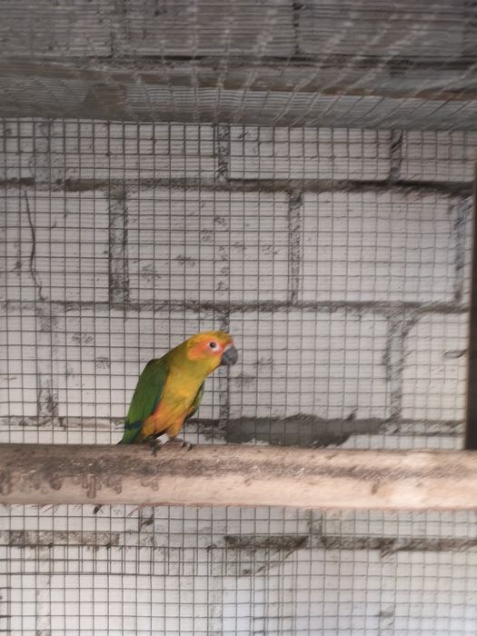 Vendo aratinga sol