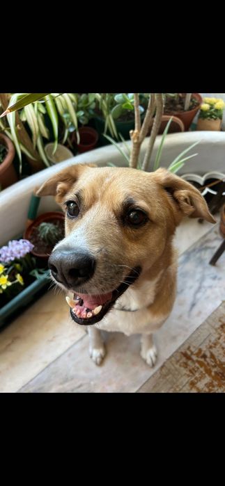 Cão para adoção