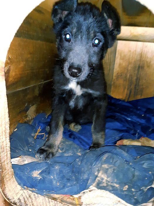 Щеплені собачки в добрі руки