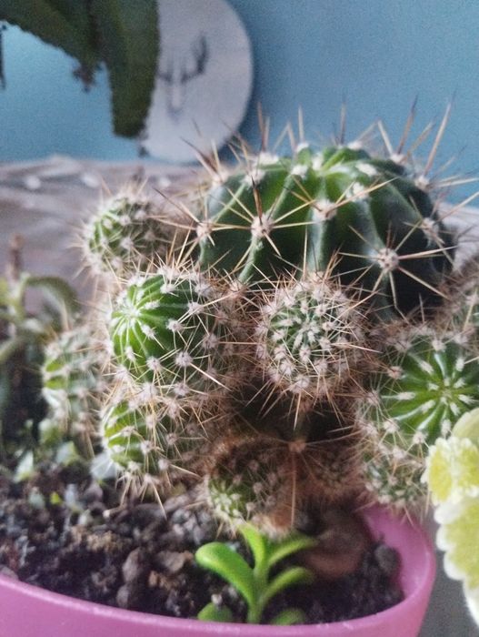 Oddam małe kaktusy sadzonki