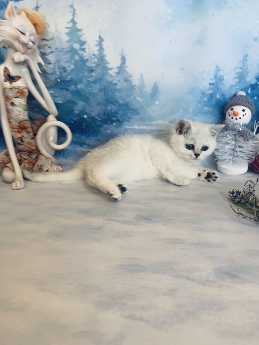 Срібляста шиншилла Яша