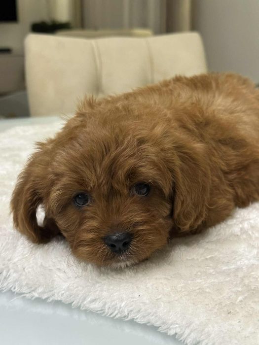 Cudowny chlopiec Cavapoo