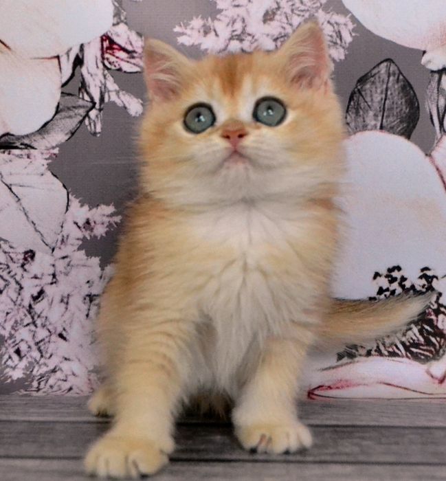 Британська золота шиншила