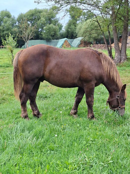 Koń ogier zimnokrwisty