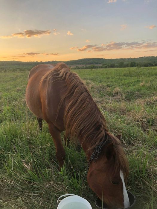 Продається кобила жеребна