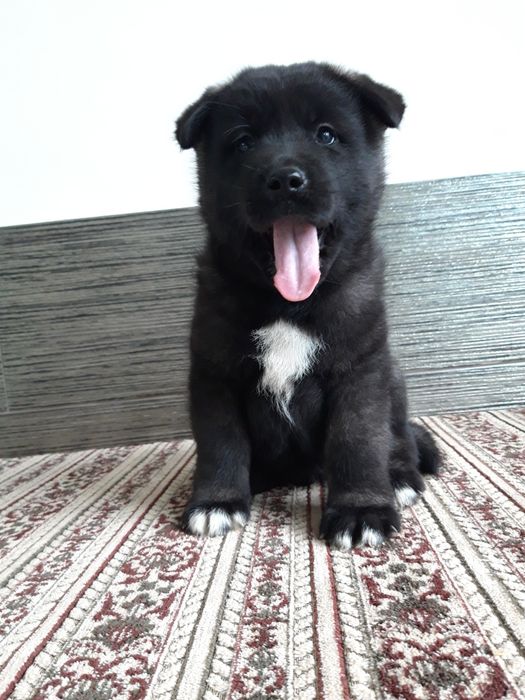 Акіта американська