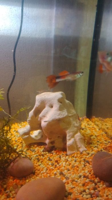 Guppies, papagaios anões e camarões