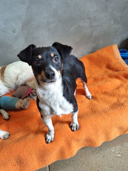 Bruce Lee, para adoção