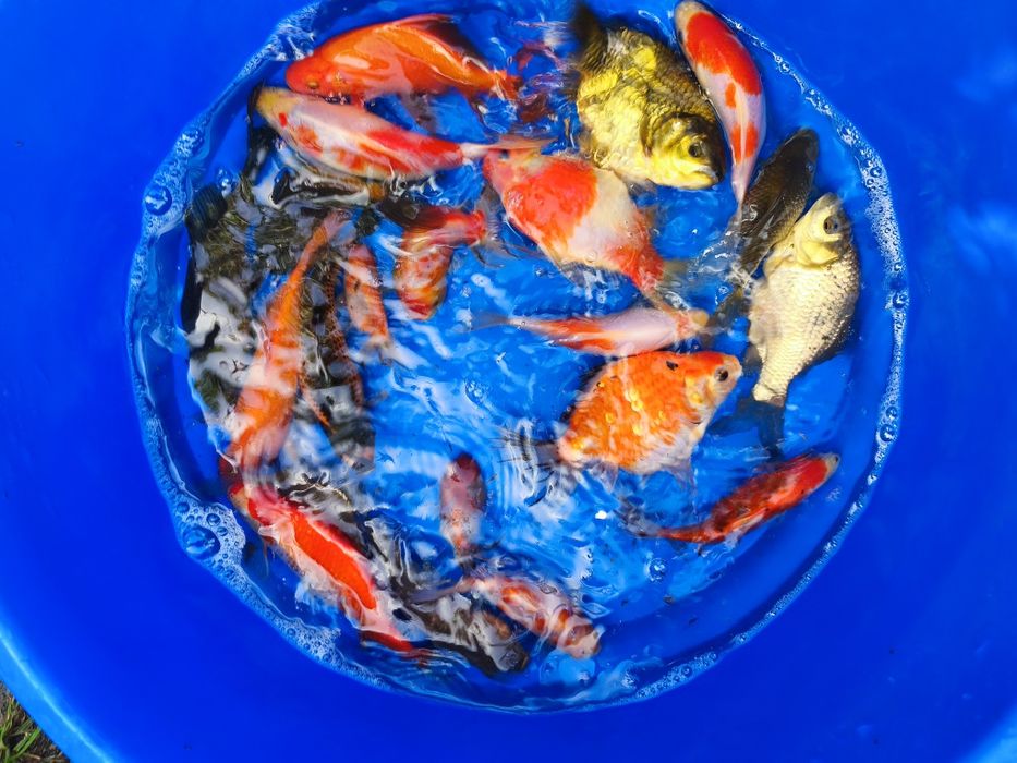 Carpas koi para vários gostos