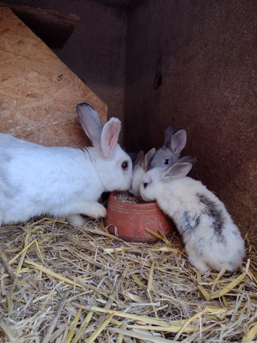 Vendo coelhos várias idades