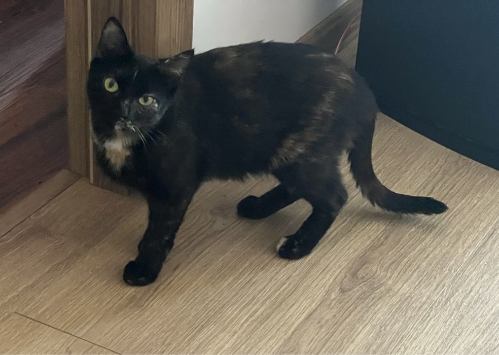 60 kotów szuka domków