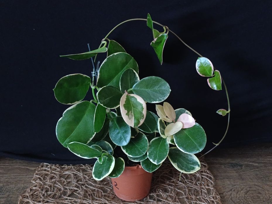 Hoya Australis Blondie