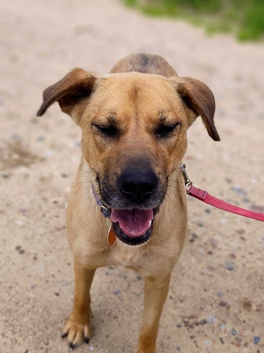 Mila, młoda przyjazna sunia, mix labrador