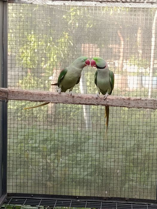 Casal adulto de Grande Alexandre