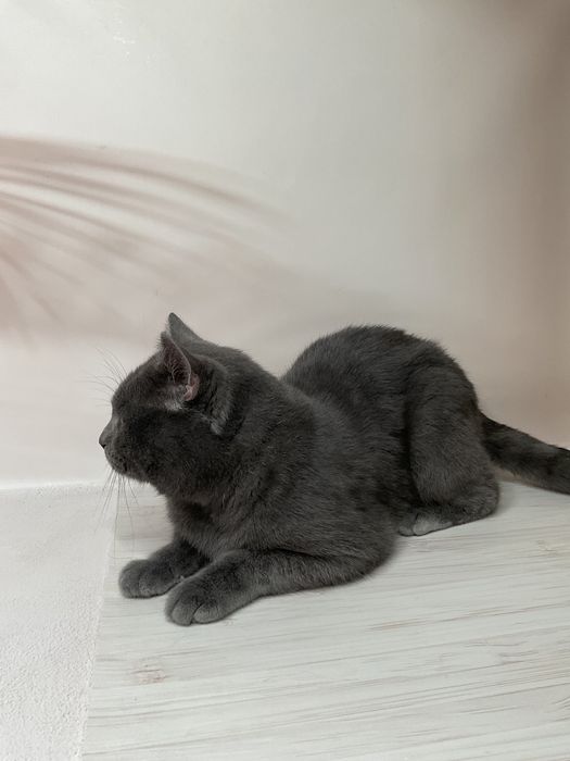 Британець кіт. Шукає наречену. британський