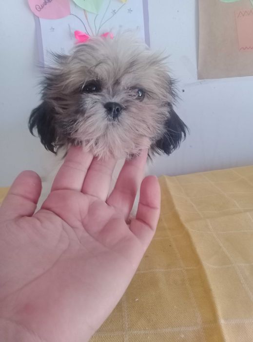 Shih-tzu Fêmea com LOP