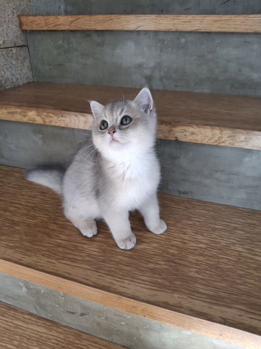 Gatinho  British Shorthair  Blue Golden com LOP