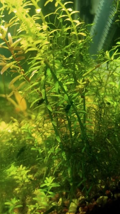 Camarões azuis Neocaridinas Blue Dream