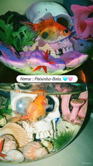 Cuido dos seus animais484760408588308483