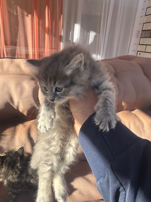 Отдам котят в хорошие руки