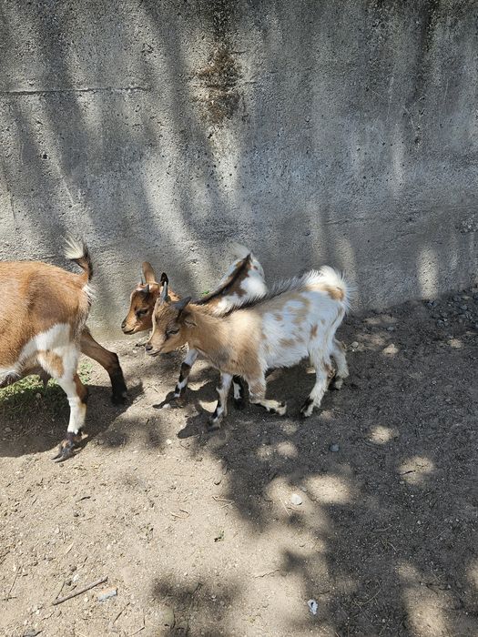 Cabrito macho anão para venda