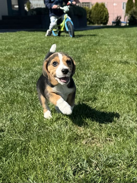 Beagle suczka  szczeniak
