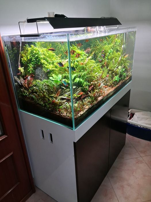 Aquário 100x50x50