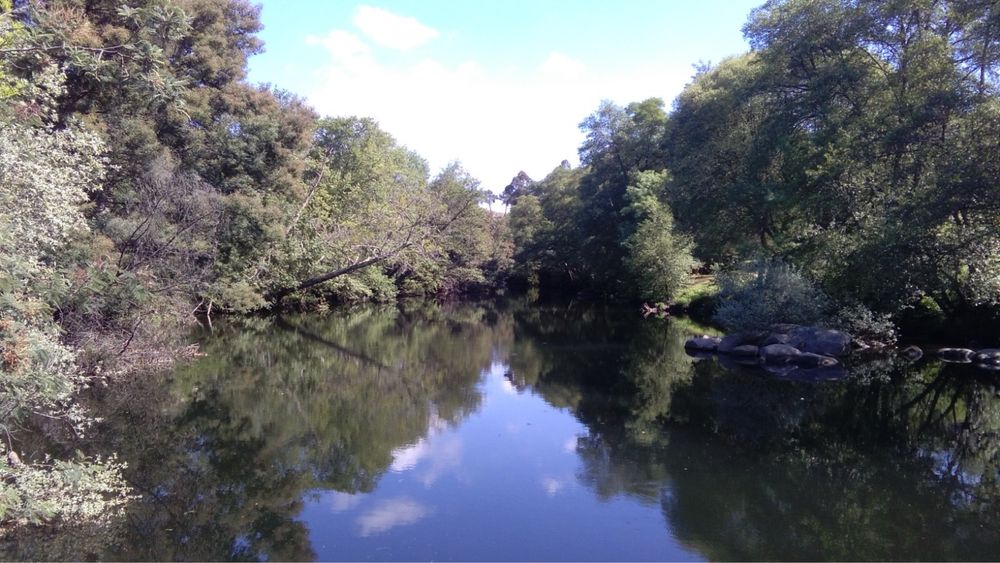 Arrenda-se Quinta Exclusiva 25ha | 1km margem de Rio Mondego