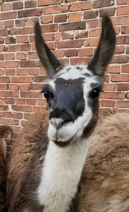Lama - odchowany samiec Wiktor