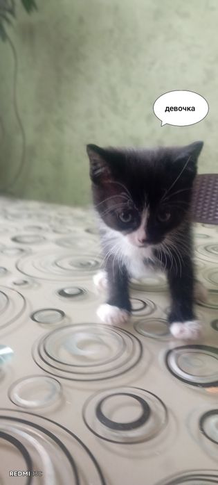 Отдам котят бесплатно