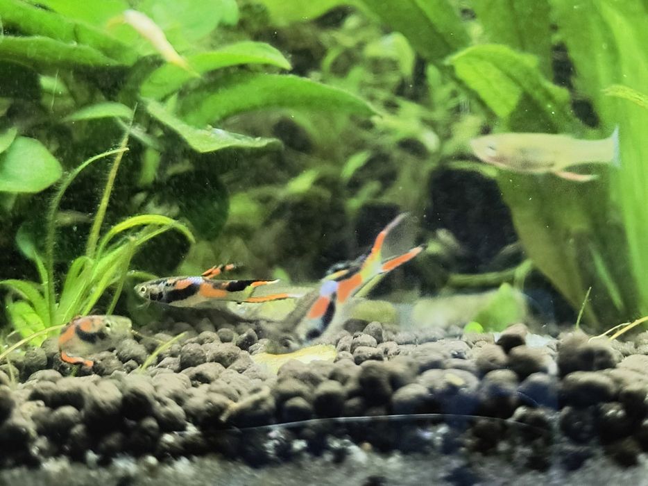 Gupiki endlera samce i samiczki
