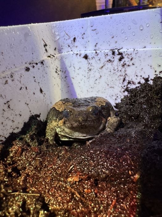 Kaloula pulchra, termitowka indyjska