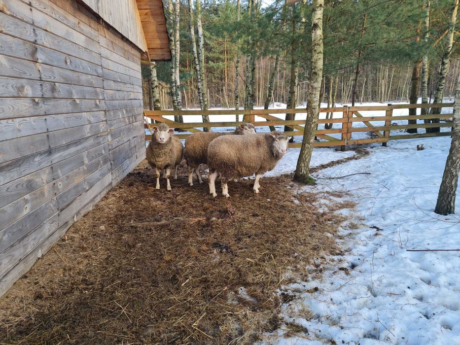 owce mięsne jagniaki