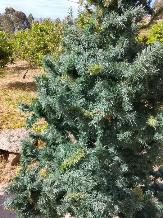 Pinheiro de natal