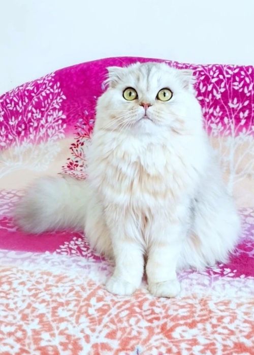 Чарівний хлопчик шотландець Скотіш фолд