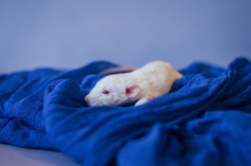 Кудрявые кучеряві рекс пацюки з розплідника