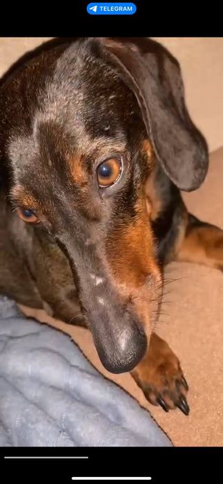 Віддам в добрі руки