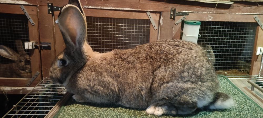 Króliki Olbrzym szary
