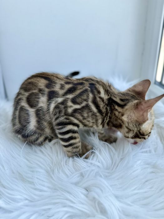 Продаж бенгальських кошенят