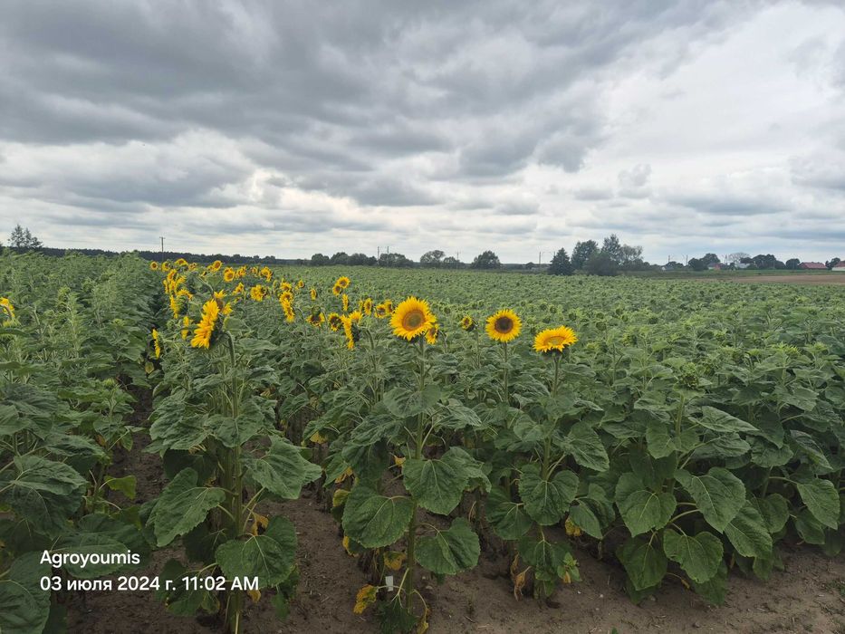 Słonecznik NSH 7749 SUMO