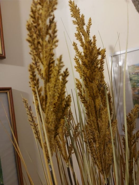 Трава пампасна очерет 100 см