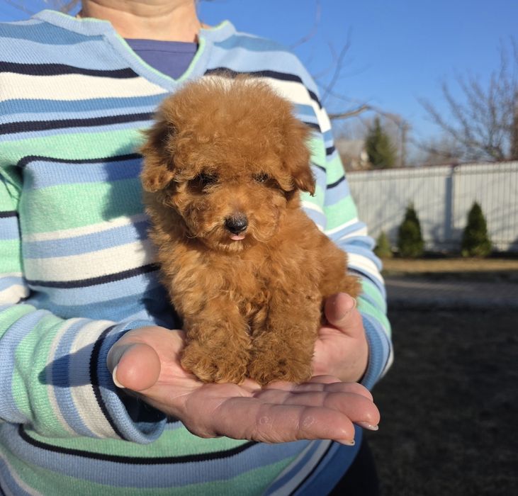 Хлопчики та дівчатка. Чарівні кучеряшки.