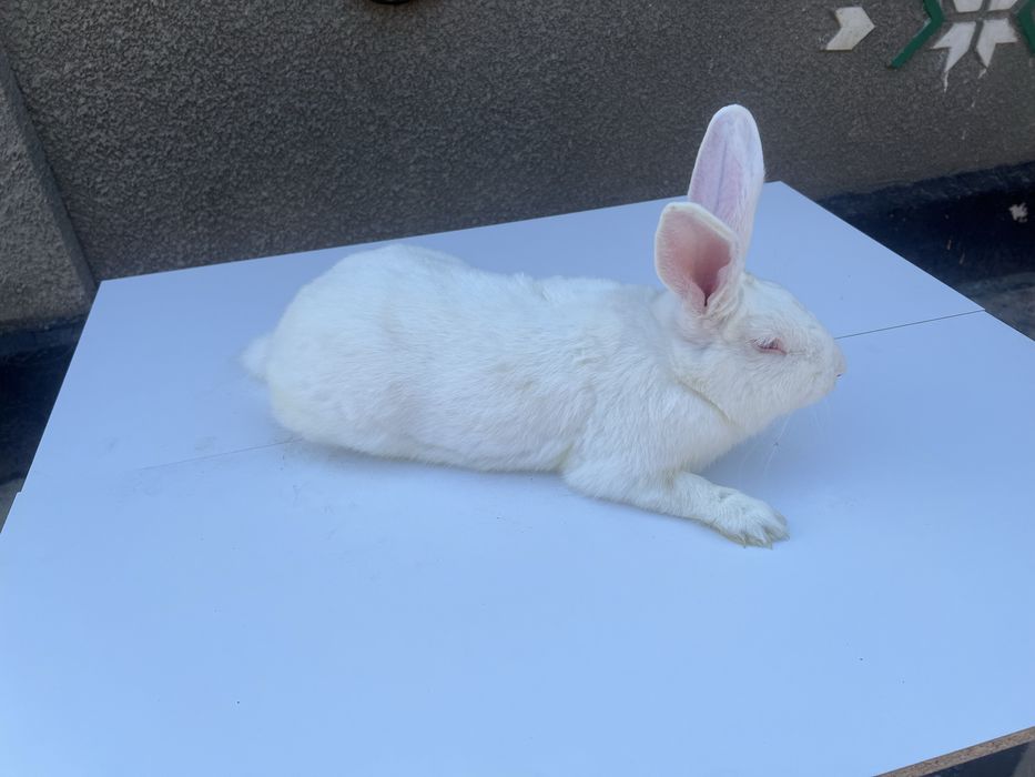 Кролі породи каліфорнійці,термонці,європейська шиншила