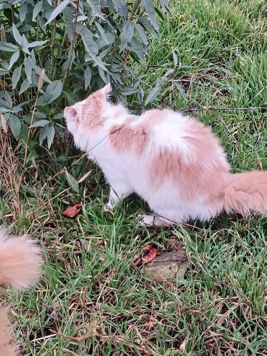 Шикарный котик отдам в хорошие руки