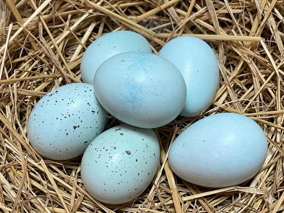 Jajka lęgowe przepiórek Celadon