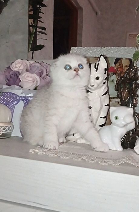 Шотландська дівчинка фолд шиншила срібло