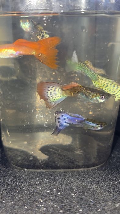 Peixe Guppy água fria